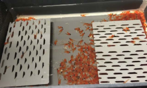 cubeta clasificación de salmonidos