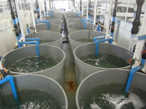Laboratorios de recepción de las lubinas