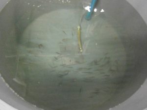 recepción de lubinas ecologicas